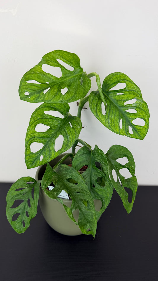 Monstera Adansonii mint