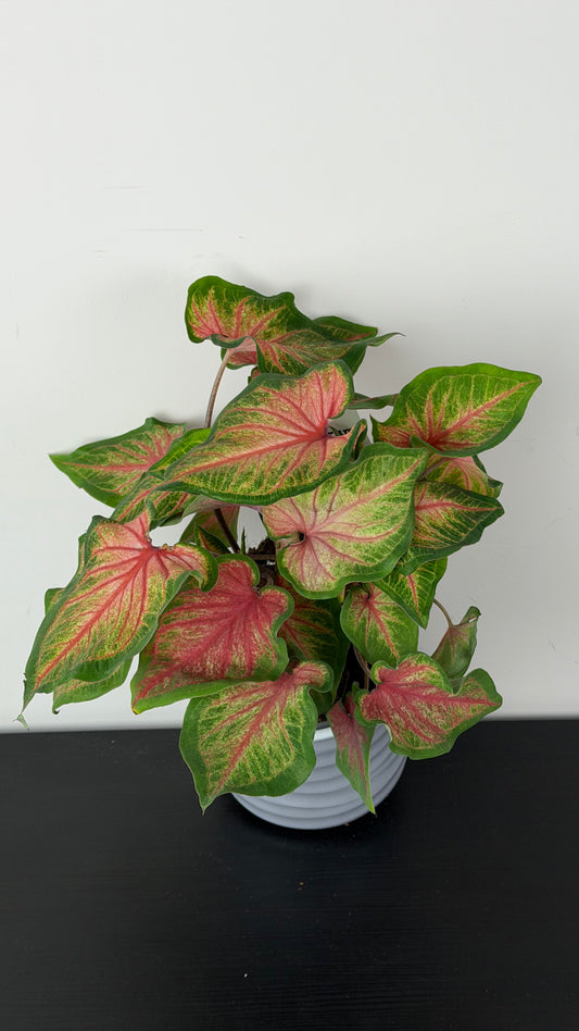 Caladium 1