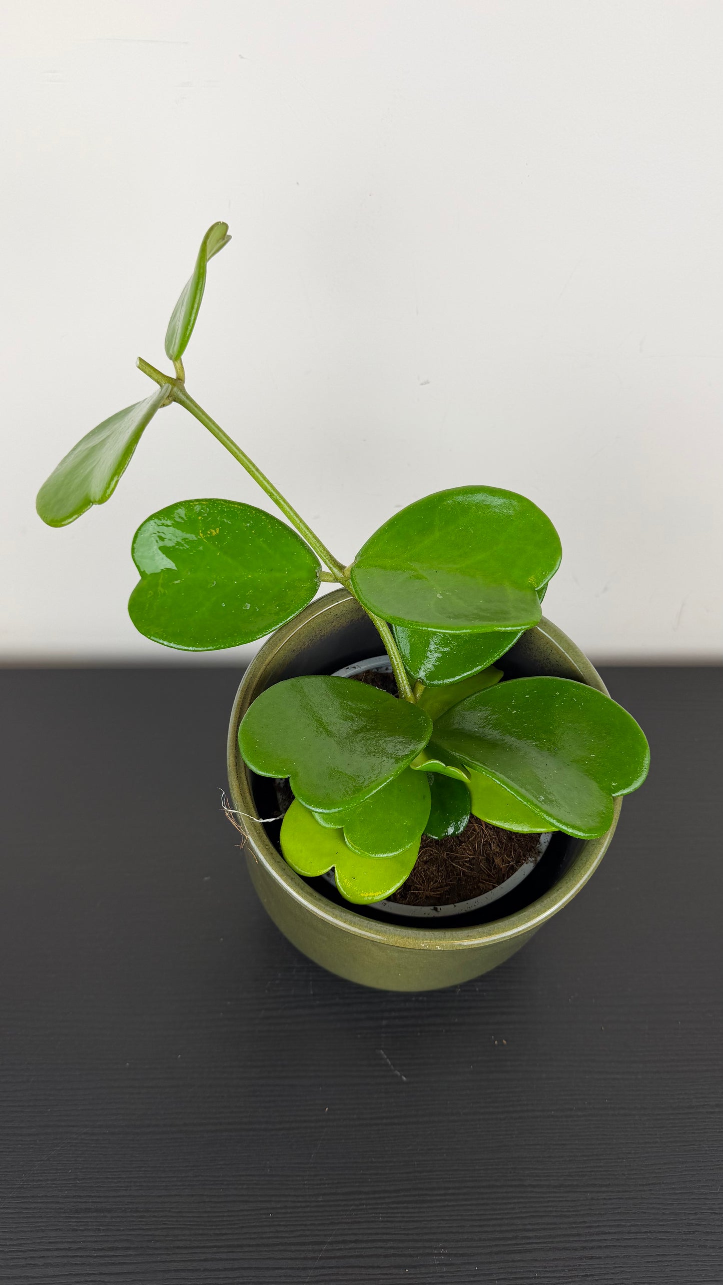 Hoya Kerrii