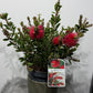 Callistemon Citrinus