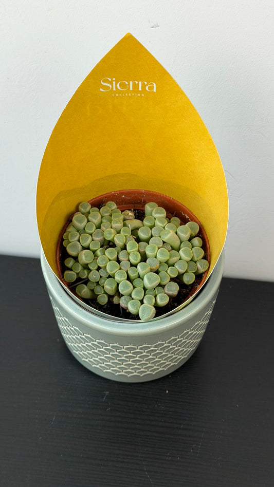 Lithops 2