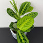 Maranta Lemon