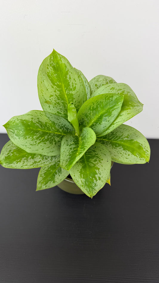 Aglaonema 15