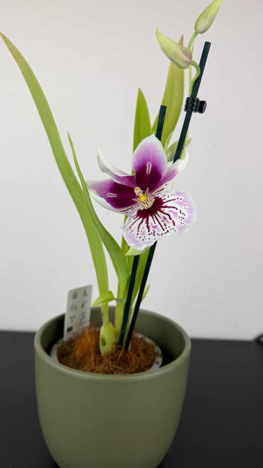 Miltoniopsis 2