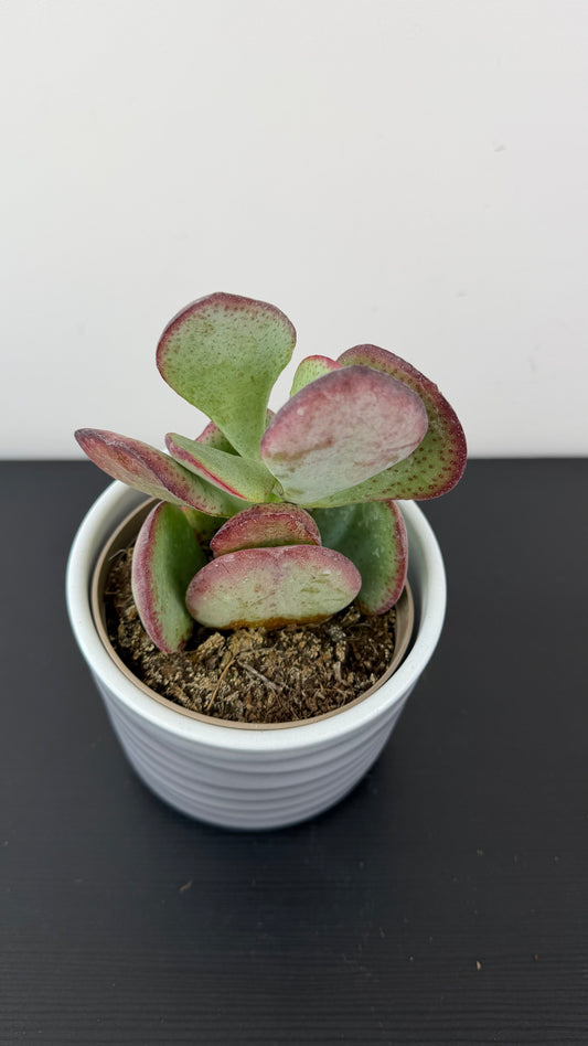 Crassula 3