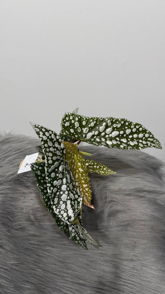 Begonia Angel Wings 2