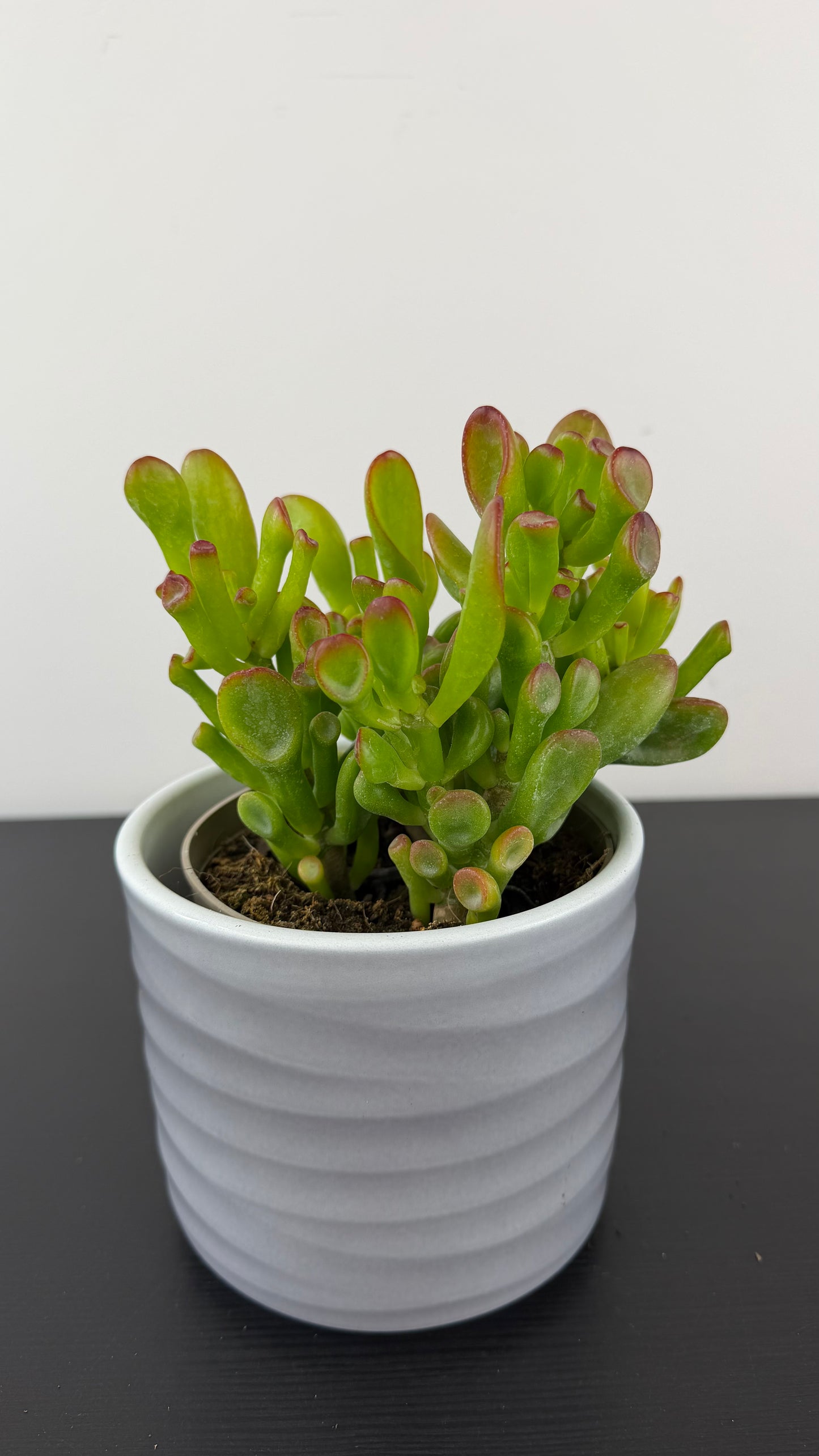 Crassula 6