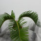Cycas Revoluta