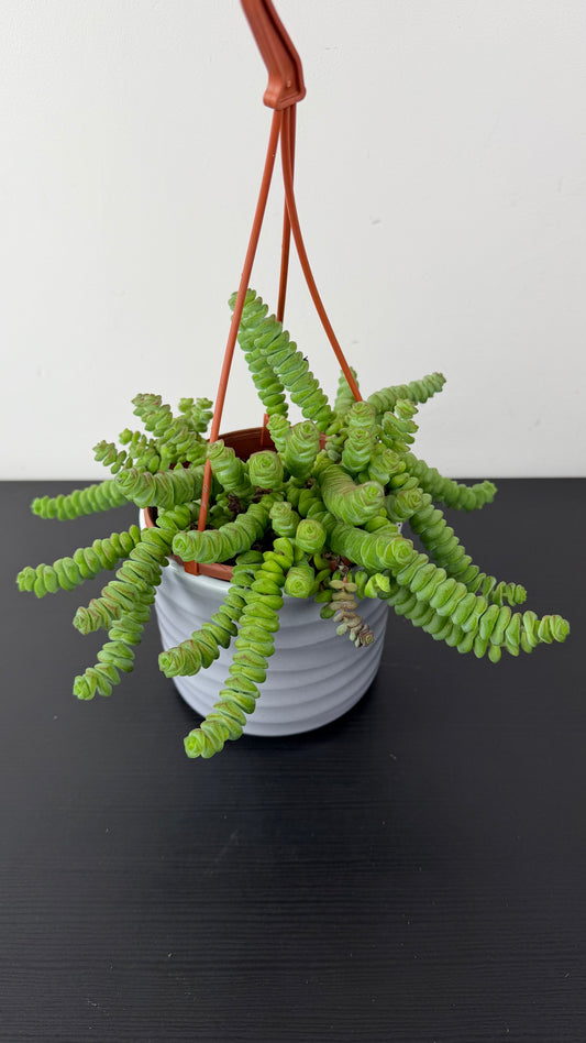 Crassula Marnieriana