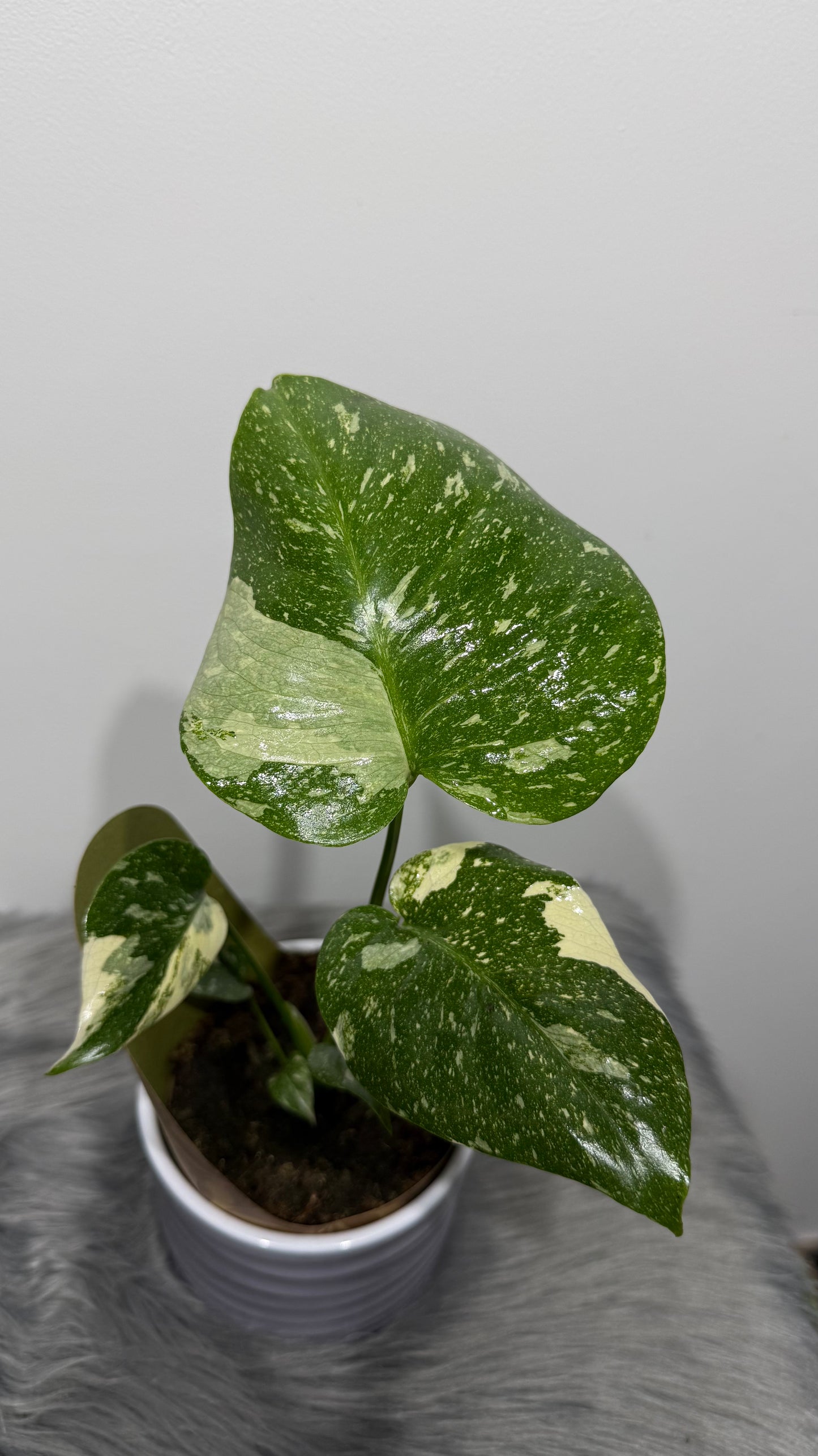 Monstera Thai Constellation