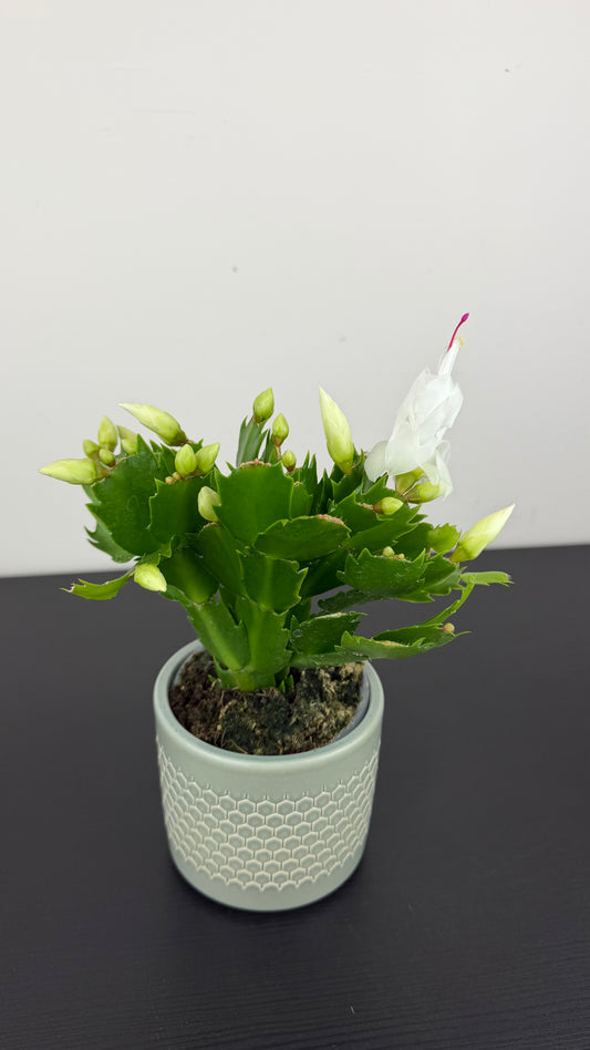 Schlumbergera 2