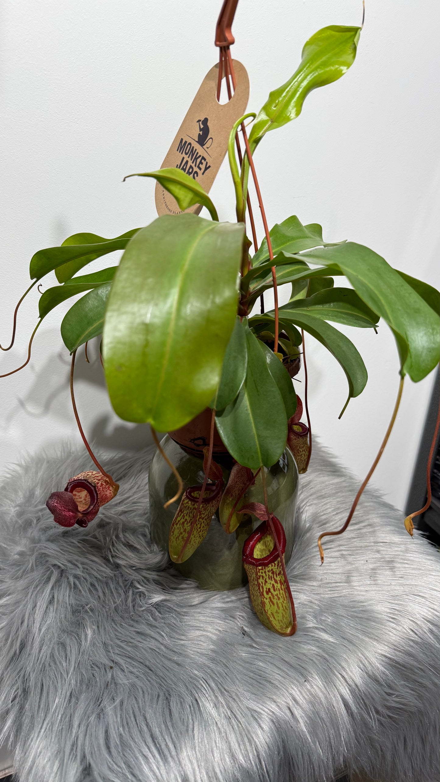 Nepenthes Sam