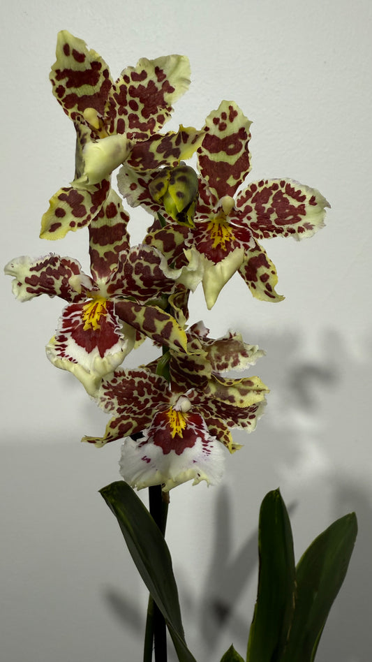 Orhideja Cambria 15