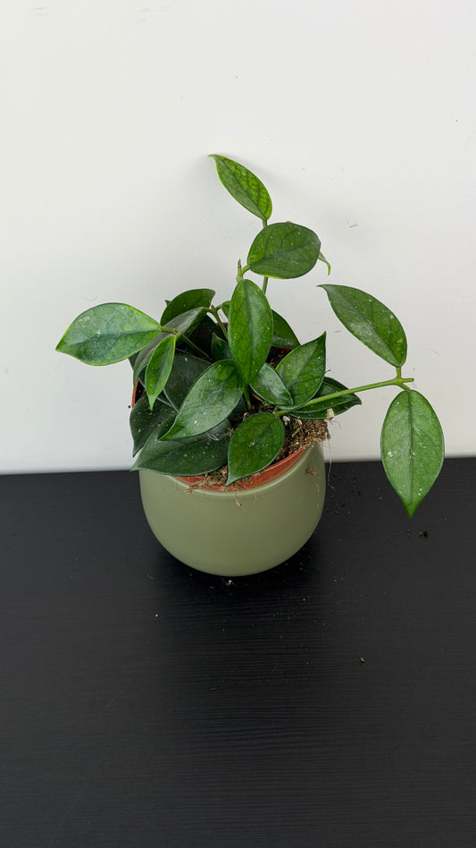 Hoya sp Vietnam