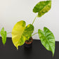 Alocasia odora Variegata