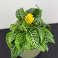 Aphelandra Dania