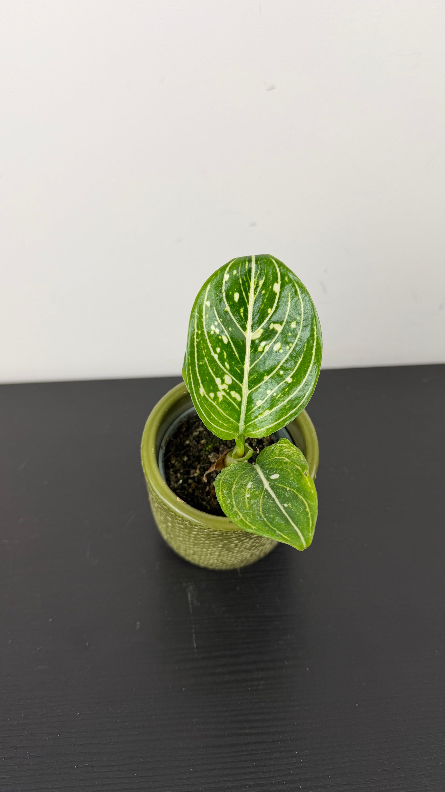 Aglaonema Tom’s Pride