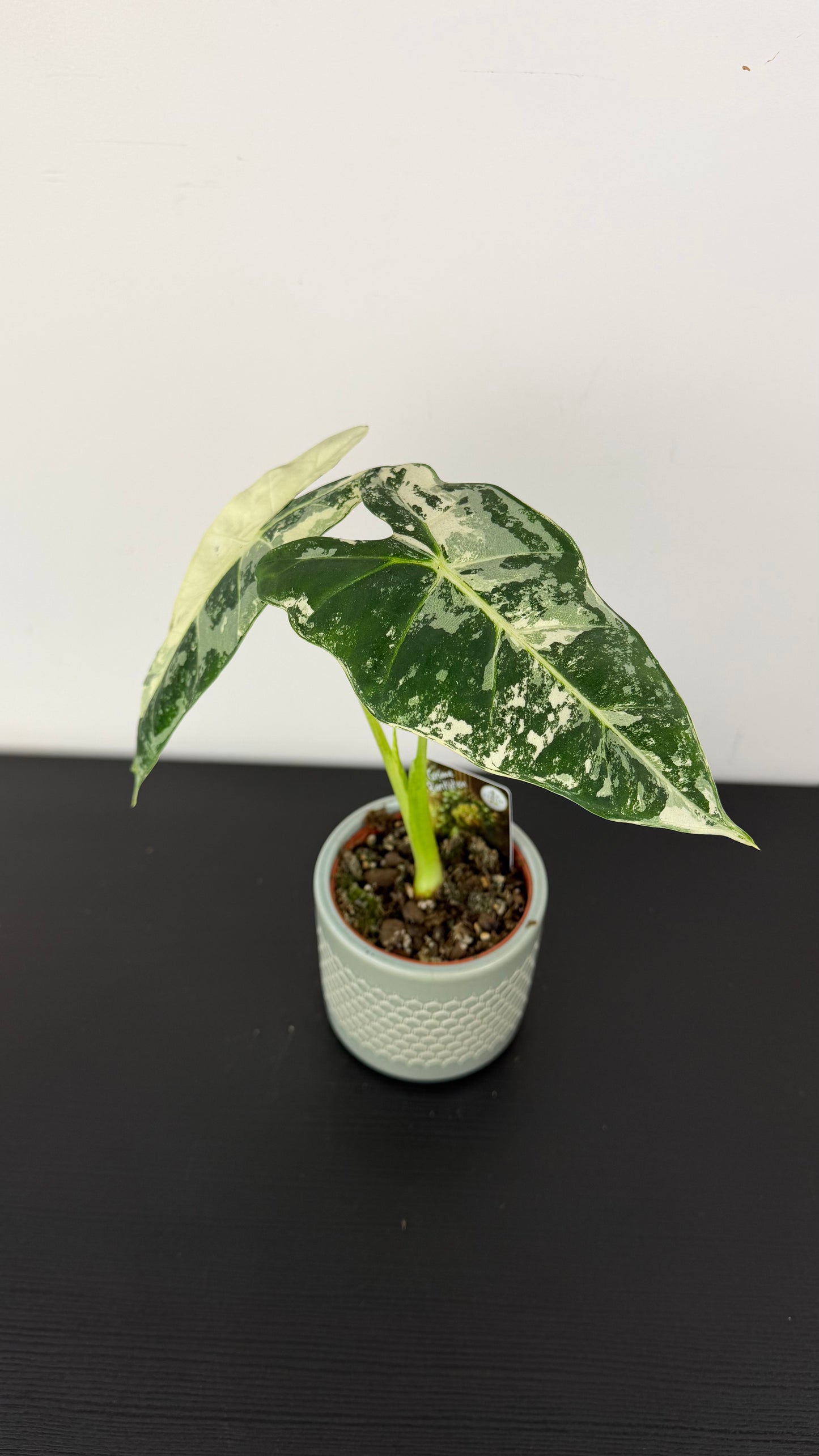 Alocasia Frydek Variegata