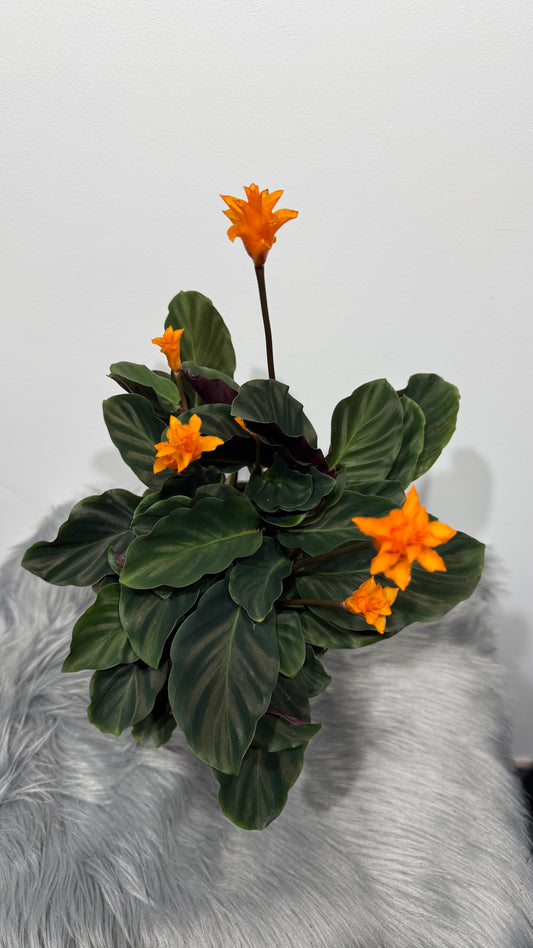 Calathea Crocata