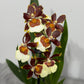 Orhideja Cambria 4