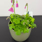 Oxalis Amarantha
