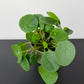 Pilea Peperomoides