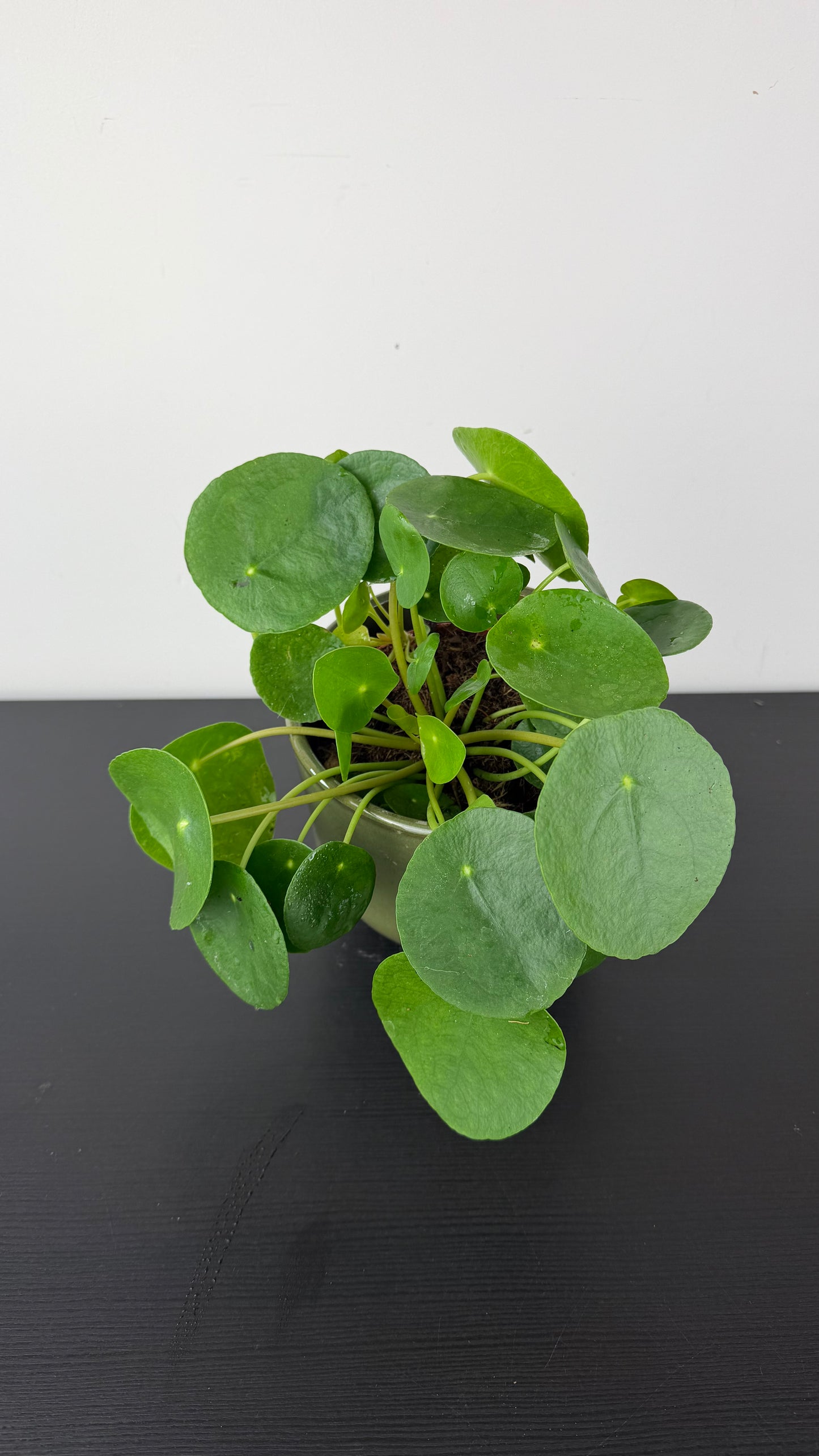 Pilea Peperomoides