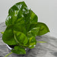 Epipremnum Global Green