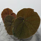 Begonia Masoniana