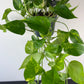 Epipremnum Gold