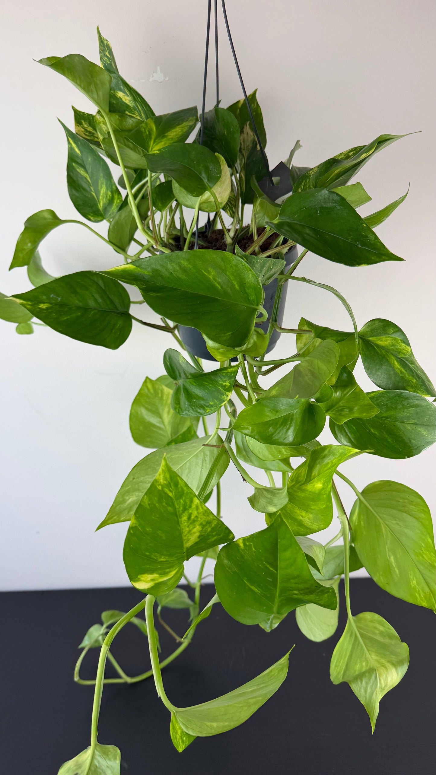 Epipremnum Gold