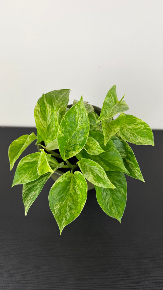 Epipremnum pinnatum 'Marble Queen'