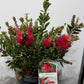 Callistemon Citrinus