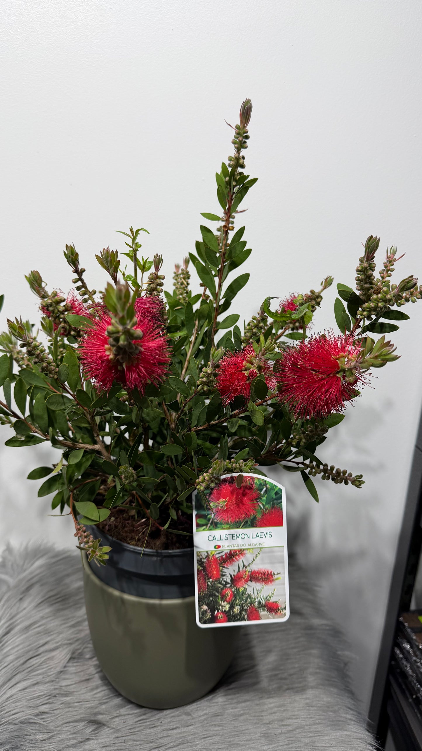 Callistemon Citrinus