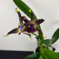 Zygopetalum Louisendorf 2