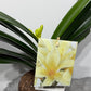 Clivia Yellow