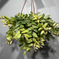 Aeschynanthus Bicolore