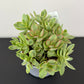 Crassula Rusby Variegata