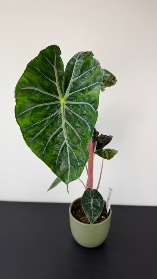 Alocasia Pink Dragon