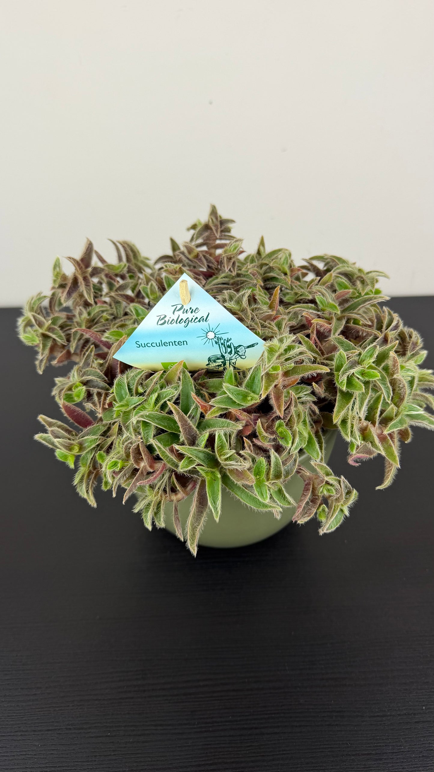 Cyanotis
