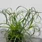 Cyperus Alternifolius