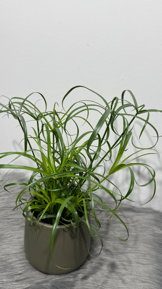Cyperus Alternifolius