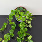 Aeschynanthus Pink Polka/ Lipstick plant