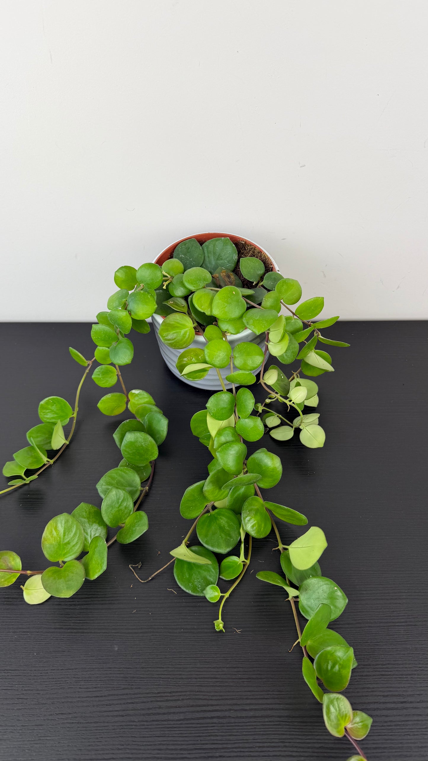 Aeschynanthus Pink Polka/ Lipstick plant