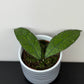 Hoya clemensiorum Dark leaf