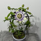 Passiflora Caerulea