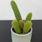 Cleistocactus Winteri