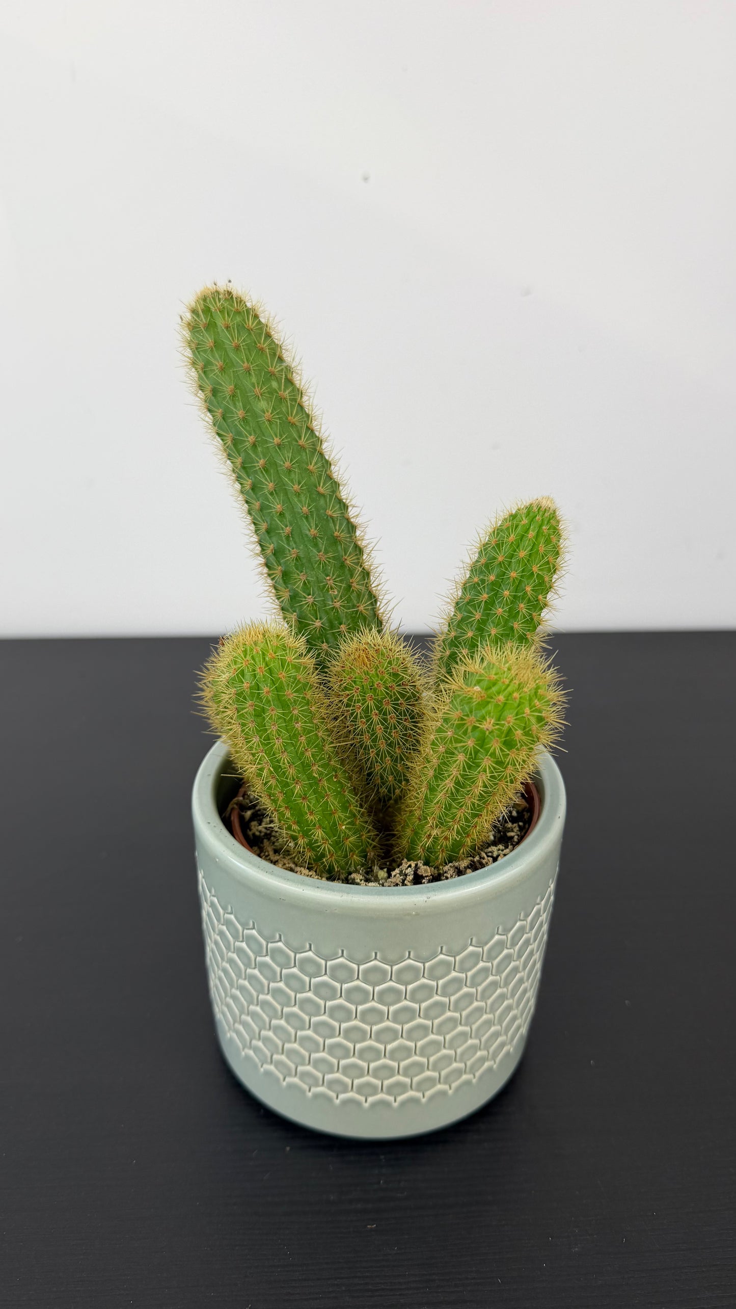 Cleistocactus Winteri