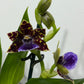 Zygopetalum Louisendorf