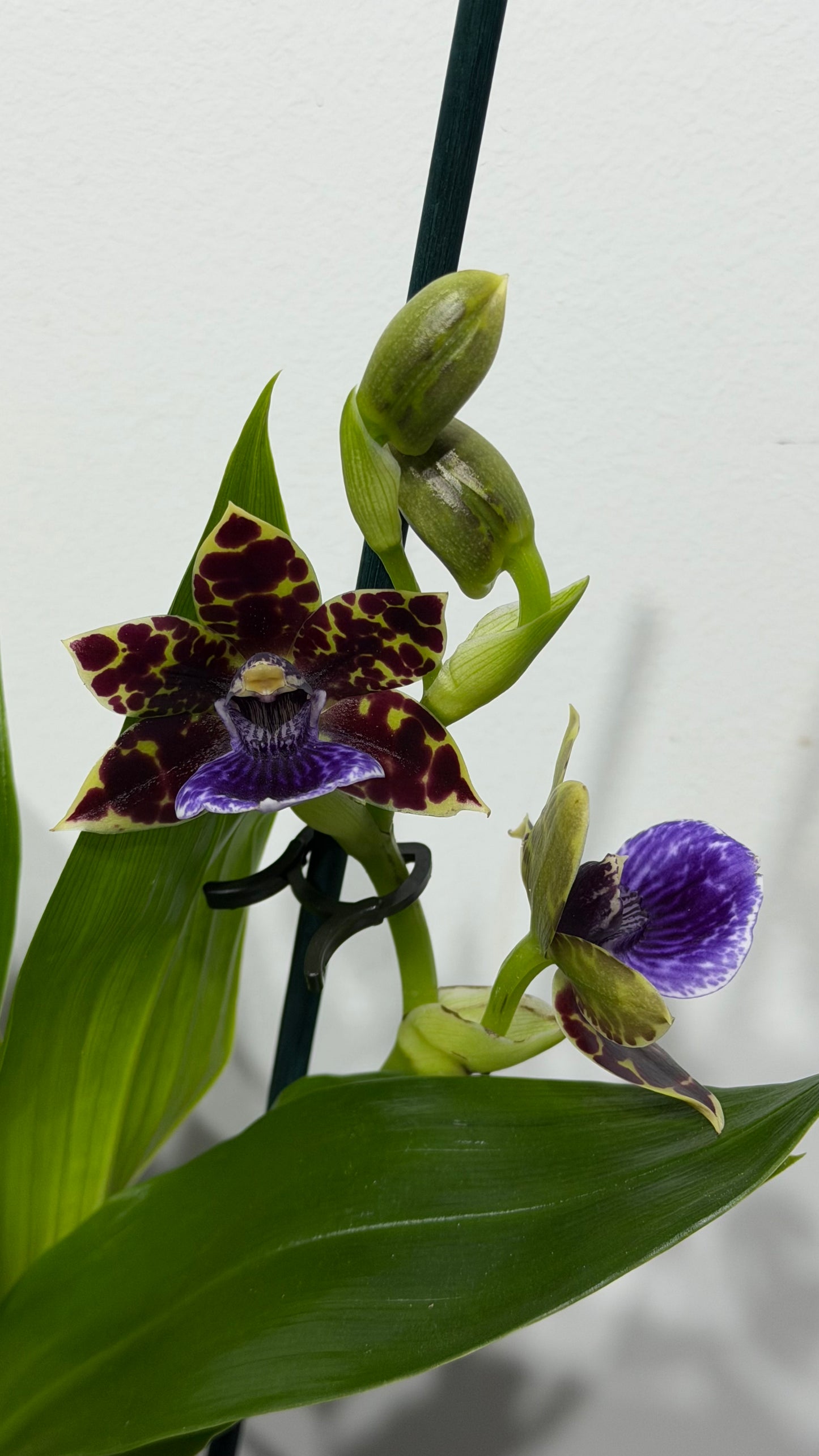 Zygopetalum Louisendorf
